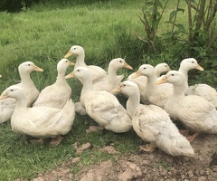 Cherry Valley Hatching Eggs x 6