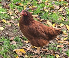 Columbian Blacktail Auto Sexing Hatching Eggs x 6