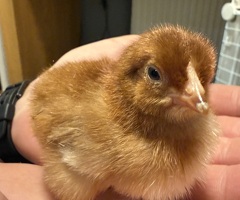 Columbian Blacktail Auto Sexing Hatching Eggs x 6 - 2
