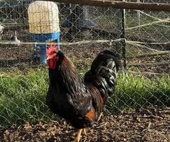 Barnevelder Hatching Eggs x 6