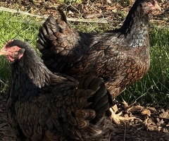 Barnevelder Hatching Eggs x 6 - 2