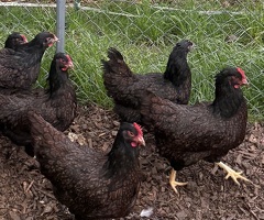 Barnevelder Hatching Eggs x 6 - 3