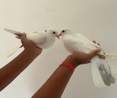 A pair of young toghi hybrids