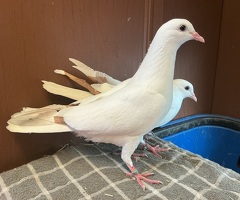 A pair of young toghi hybrids - 2