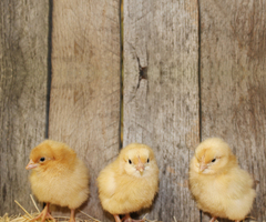 Chicks