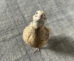 Italian Coturnix Quail Hatching Eggs