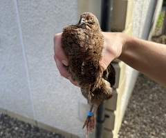 Coturnix Quail Hatching Eggs - 2
