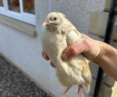 Coturnix Quail Hatching Eggs - 3