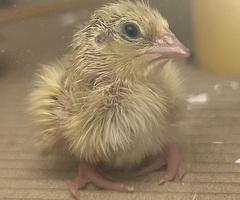 Coturnix Quail Hatching Eggs - 4