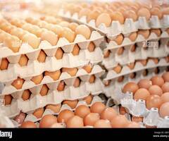 We have free range hens from our own farm laying loads fresh delicious eggs