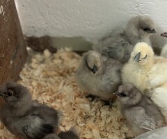 Silkie Hatching Eggs (mixed colours)