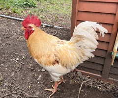 Buff Orpington Cockerel – Friendly, Good Home Wanted