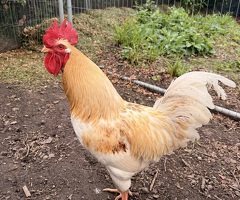 Buff Orpington Cockerel – Friendly, Good Home Wanted - 2