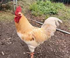 Buff Orpington Cockerel – Friendly, Good Home Wanted - 3