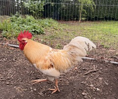 Buff Orpington Cockerel – Friendly, Good Home Wanted - 4