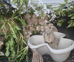 Quails and quails eggs