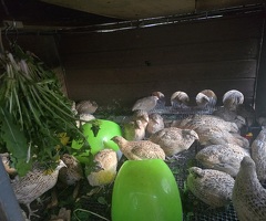 Quails and quails eggs - 2