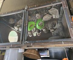 Quails and quails eggs - 4