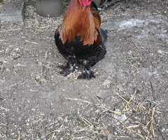 Purebred Partridge Brahma hatching eggs