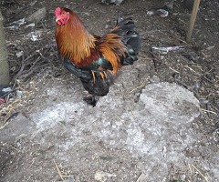 Purebred Partridge Brahma hatching eggs - 2