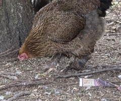 Purebred Partridge Brahma hatching eggs - 3