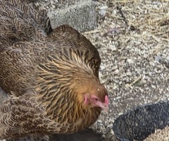 Purebred Partridge Brahma hatching eggs - 4