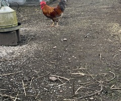 English cockerel