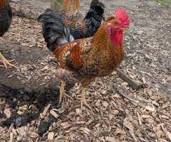Cockrels for sale