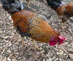 Cockrels for sale - 2