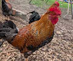 Cockrels for sale - 3