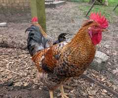 Cockrels for sale - 4