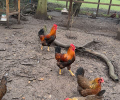 Welsummer hatching eggs x6