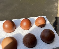 Welsummer hatching eggs x6 - 2