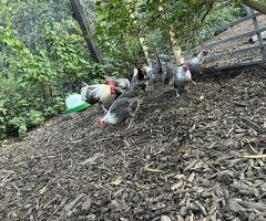 Silver campine hatching eggs x6
