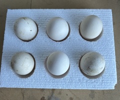 Silver campine hatching eggs x6 - 2