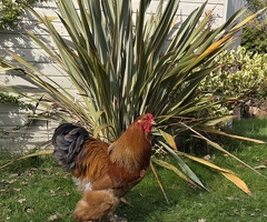 Buff Brahma cockerel