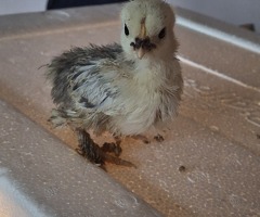 Bantam chicks for Sale