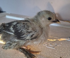 Bantam chicks for Sale - 2