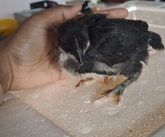 Ayaam cemani x leghorn