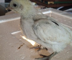 Ayaam cemani x leghorn - 2
