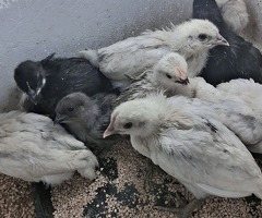 Ayaam cemani x leghorn - 3