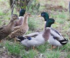 Khaki Campbell and Mallard Ducks and Drakes - 2