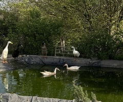 Indian Runner Duck Hatching Eggs x 6