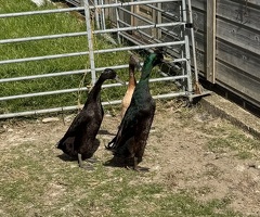 Indian Runner Duck Hatching Eggs x 6 - 2