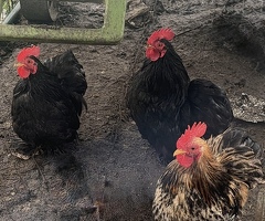 3 Pekin Pantam Roosters