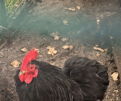 3 Pekin Pantam Roosters - 2
