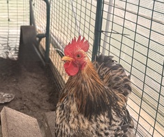 3 Pekin Pantam Roosters - 3