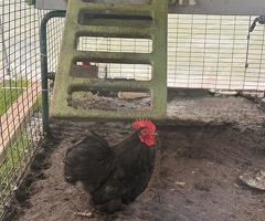 3 Pekin Pantam Roosters - 4