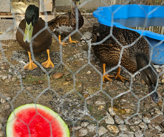 DUCKS FREE TO A GOOD HOME