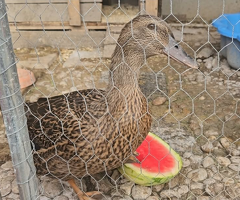 DUCKS FREE TO A GOOD HOME - 2